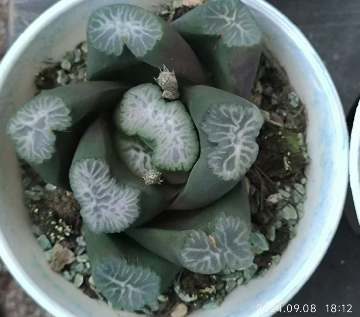 13218 布引又ノビ