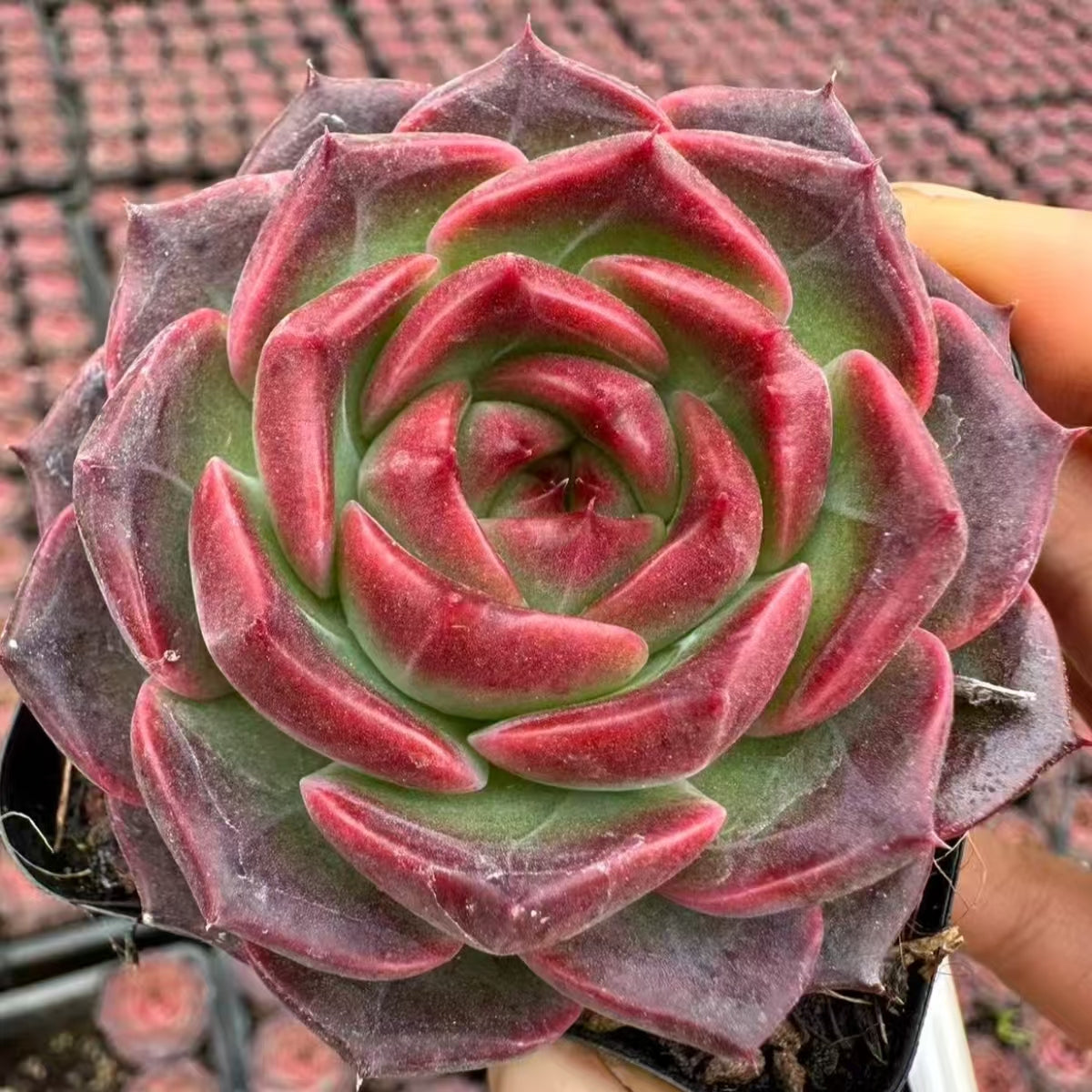数量限定の新商品（抜き苗）普通苗一覧 – Top Succulent®