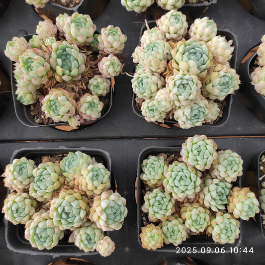 RC127 ボールオブファット（7cm pot）