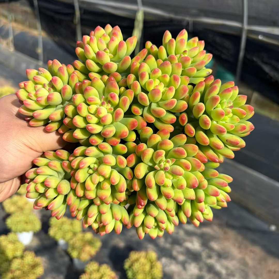 22935 アリス　エブンズ（12cm pot）