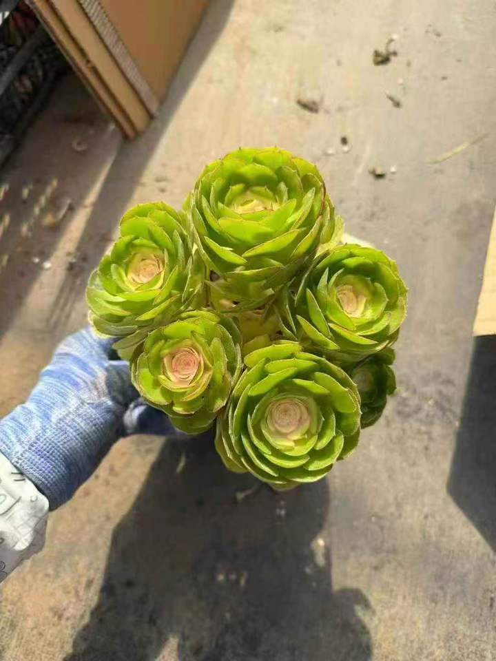 263031 アエオニウムハロウィン薬錦