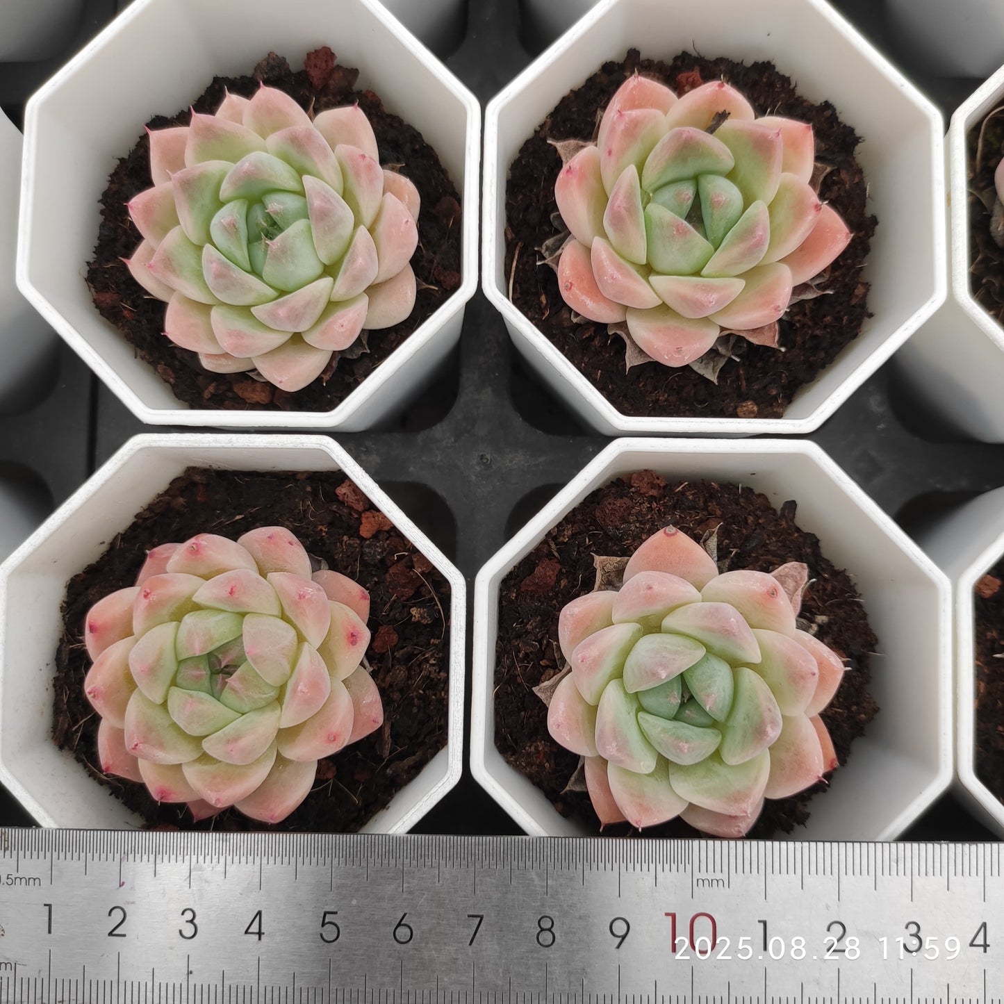YBB064 サブリム(7cm pot)
