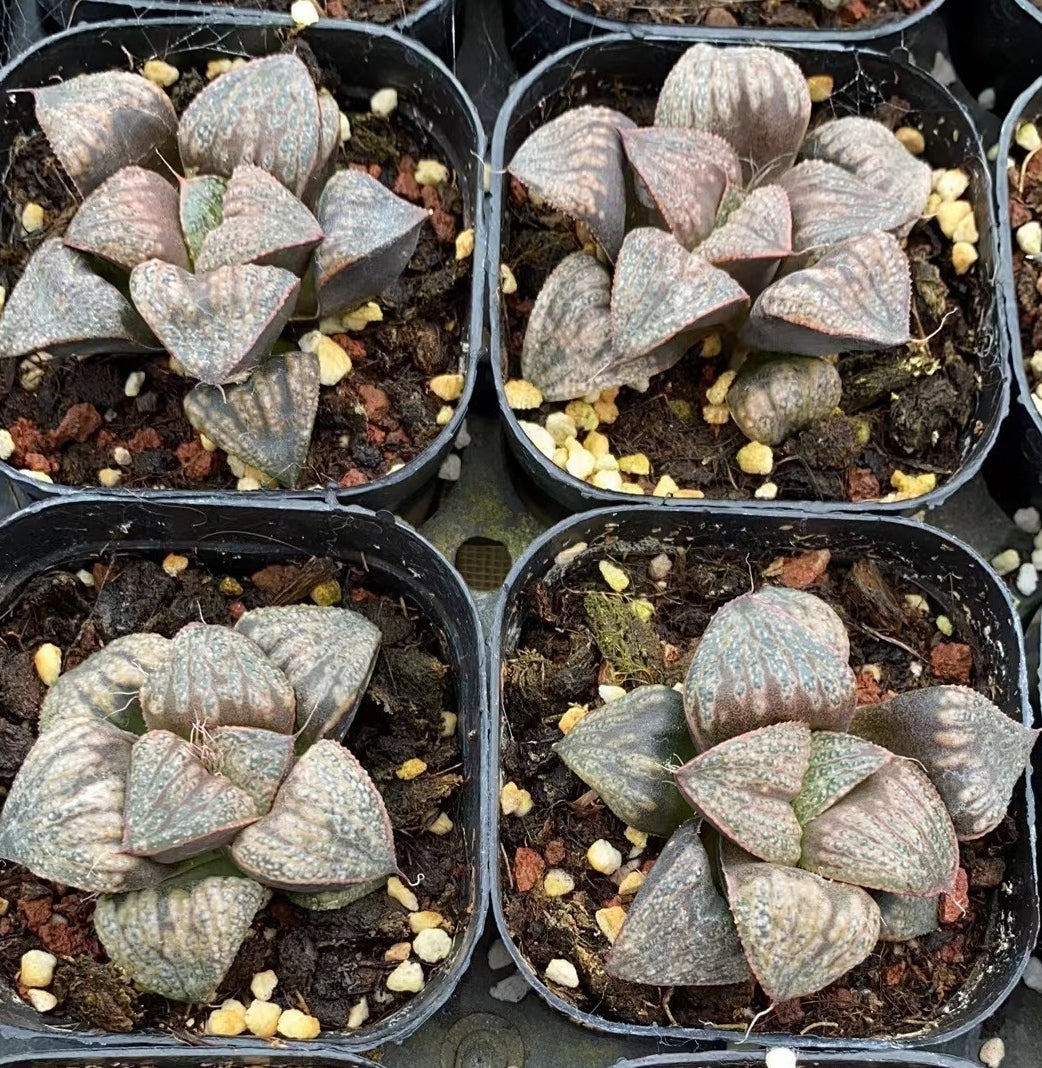 CS120 白澤 はくたく (7cm pot)