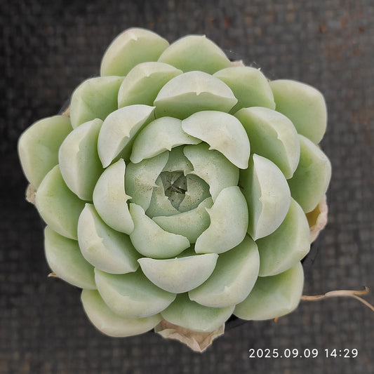 MMT140 ヒューミリス(5.5cm pot)