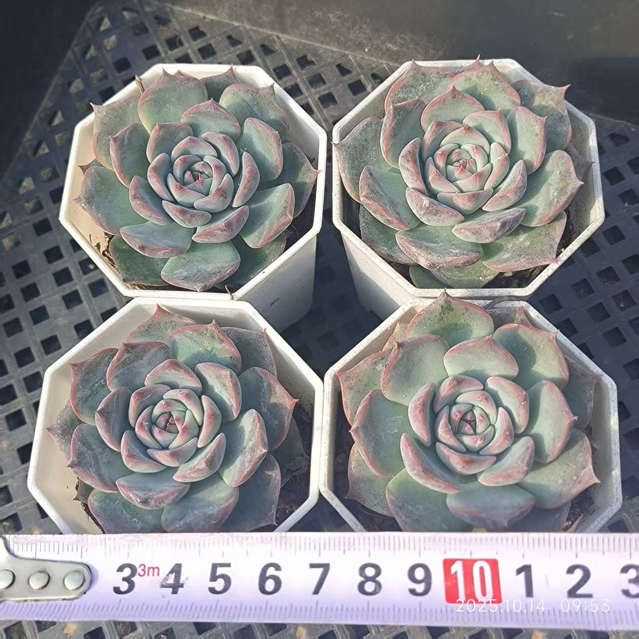 3648 かキャロライン（7cm pot）