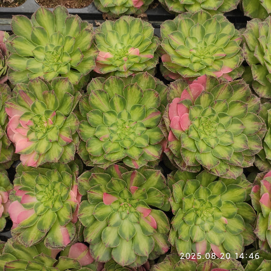 ON635 ノー（7cm pot）