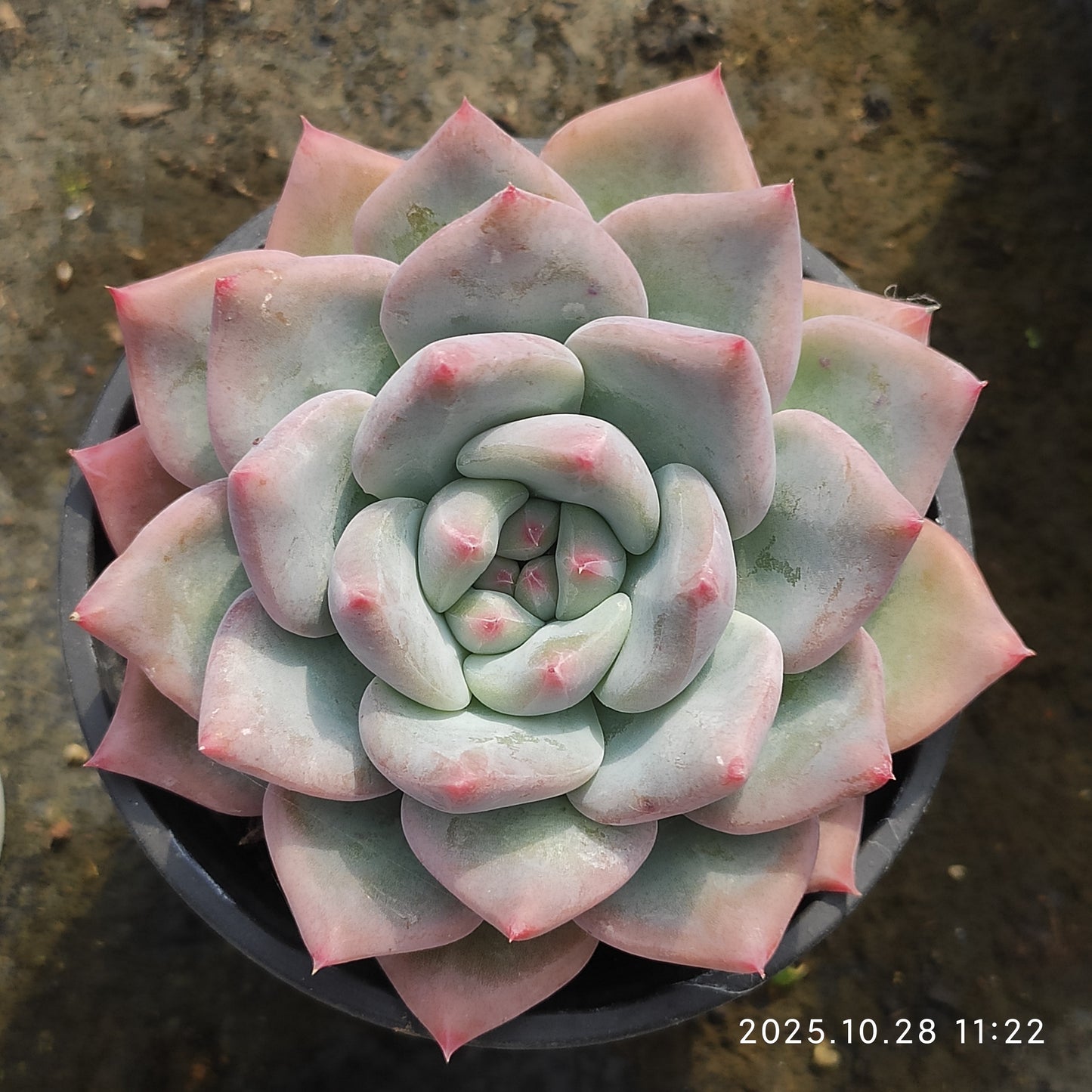 DQ100 新品種　オビフェルム　Hyb（9cm pot）