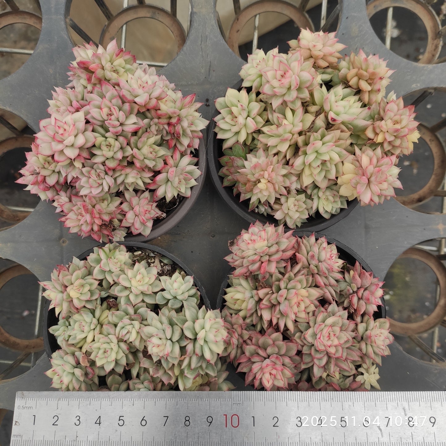 19954 女雛錦（9cm pot）