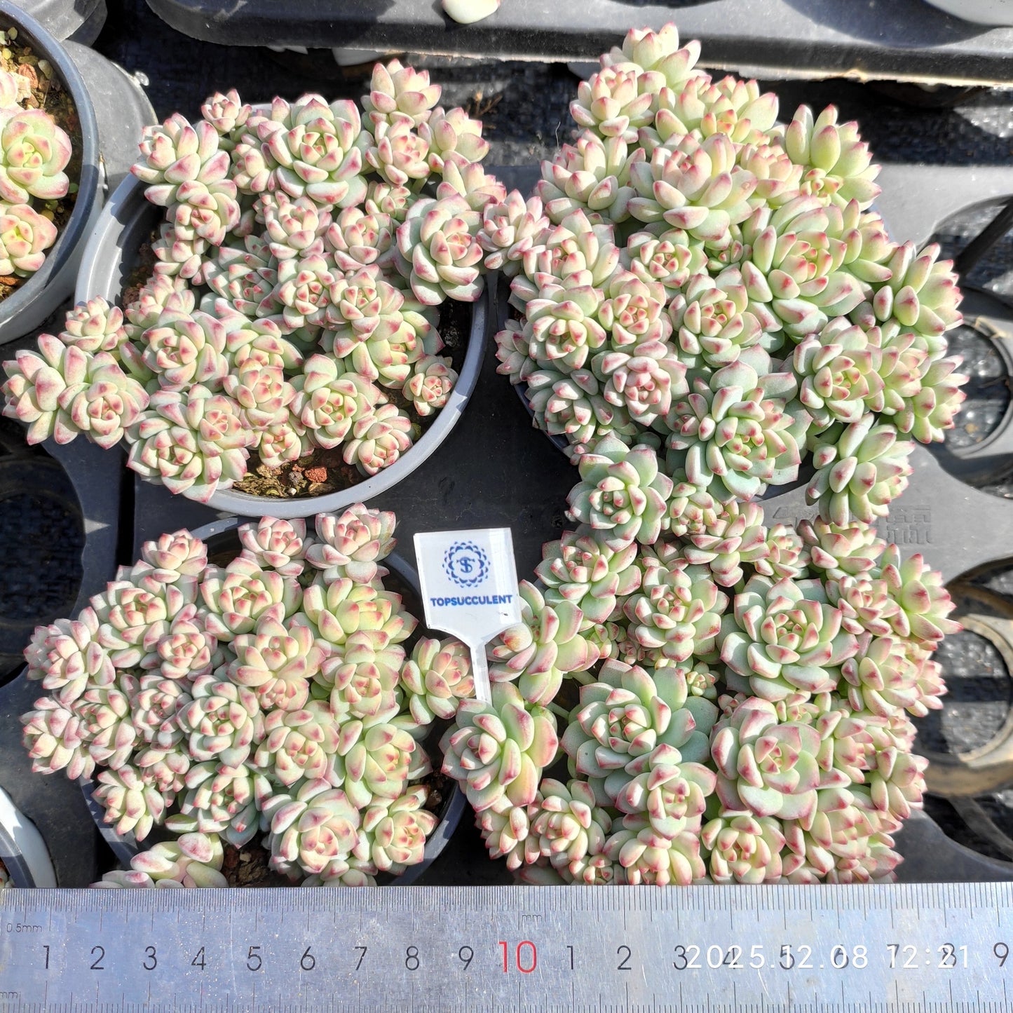 23225 キャラメルスプライト（9cm pot）