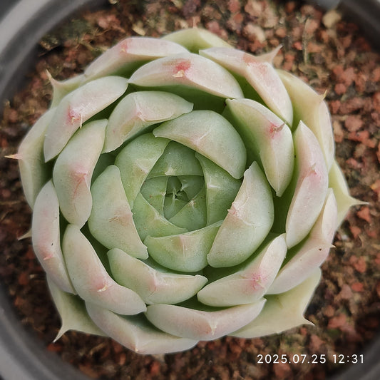 NGN177 パンドラ(7cm pot)