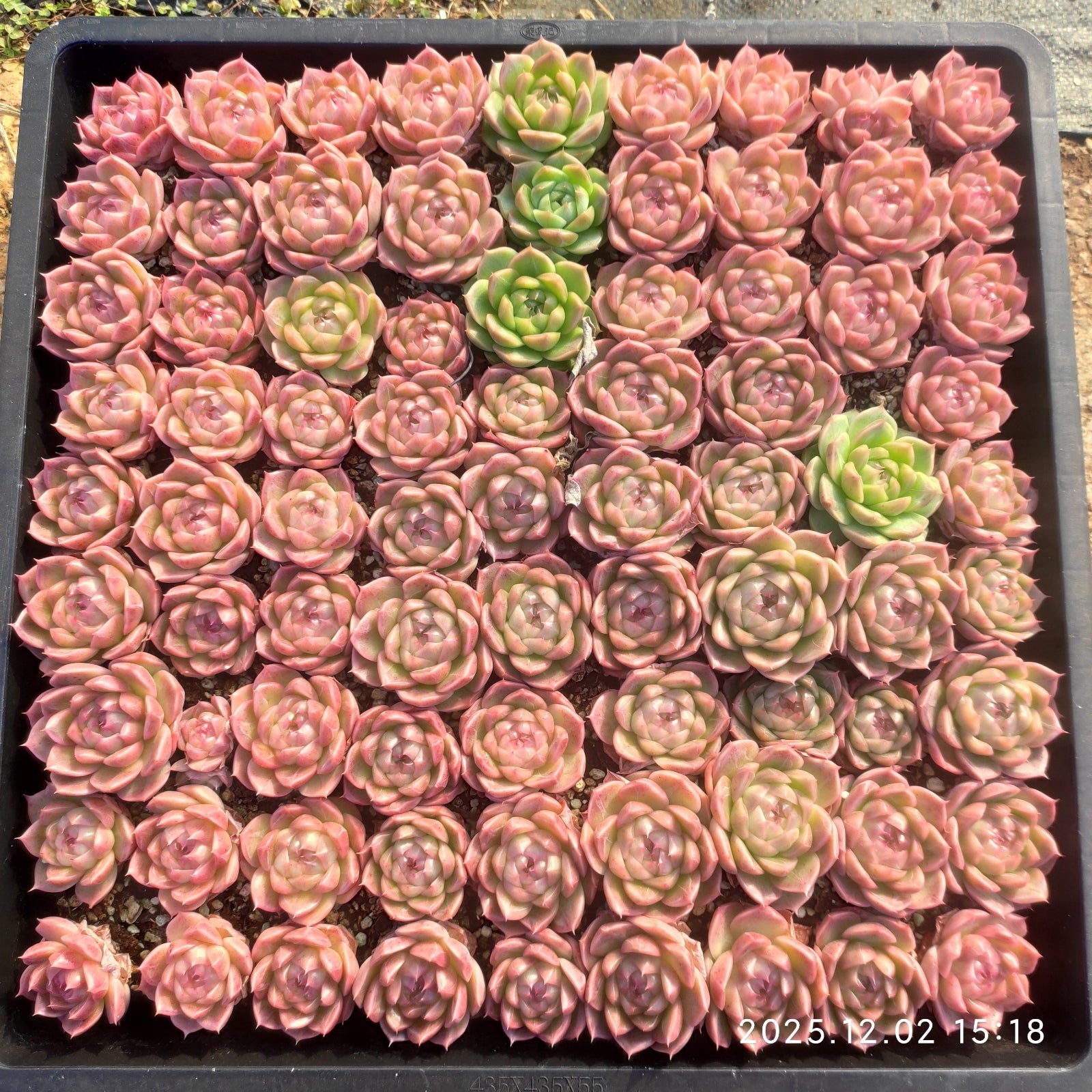 エケベリア トレー苗 – Top Succulent®