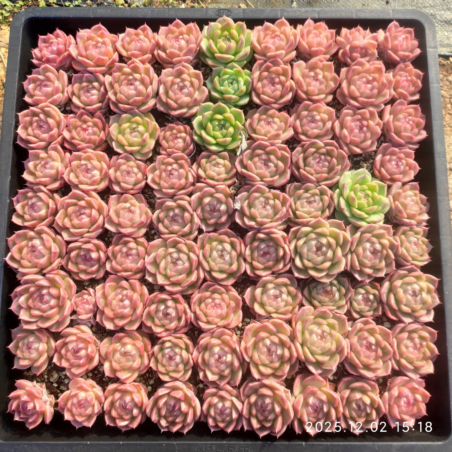 23025 シャンペーンHyb（ポット苗）