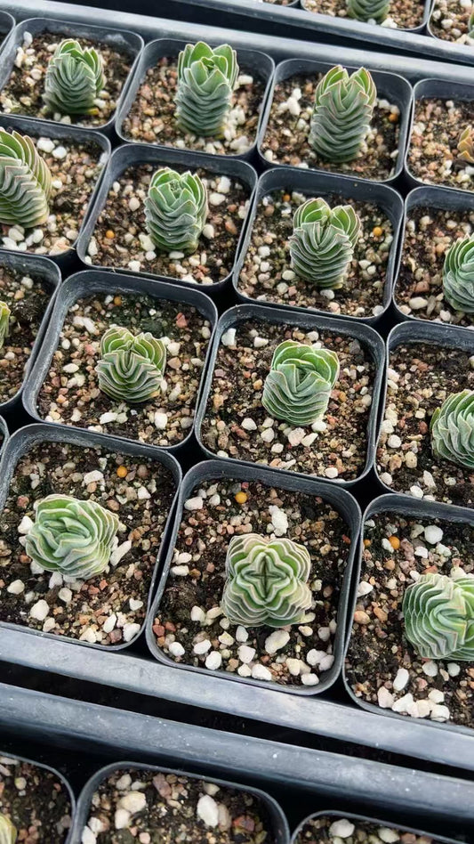 HH126 Crassula Buddha's Temple（6.5cm pot）