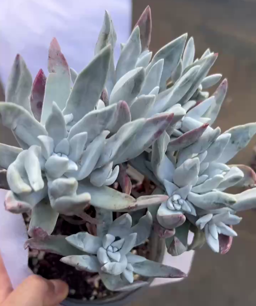 264740 ダドレア ファリノーサ