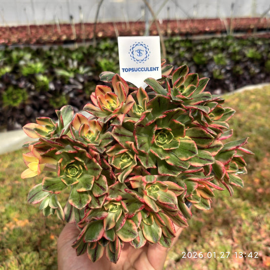 23229 アエオニウム　スウィートティー