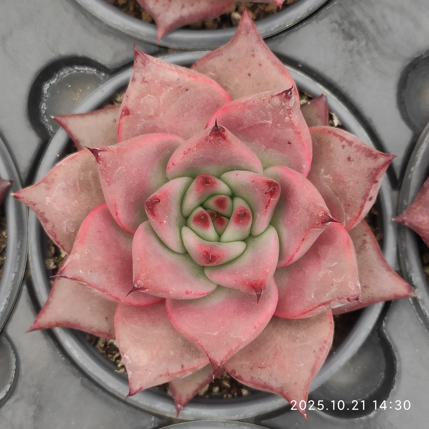 MMY1359 ロメオ（9cm pot）