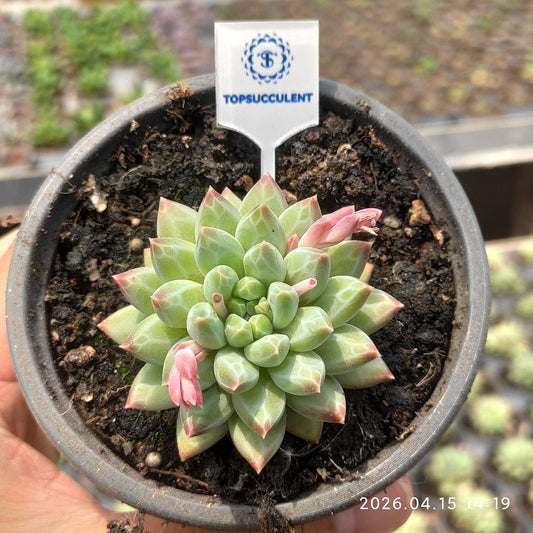 361590 ブルー　アンド　ワイト