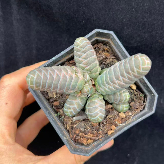 BL2036 玉椿（7cm pot）