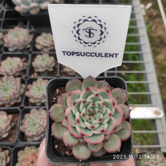 7248 スターライトジェニー（7cm pot）