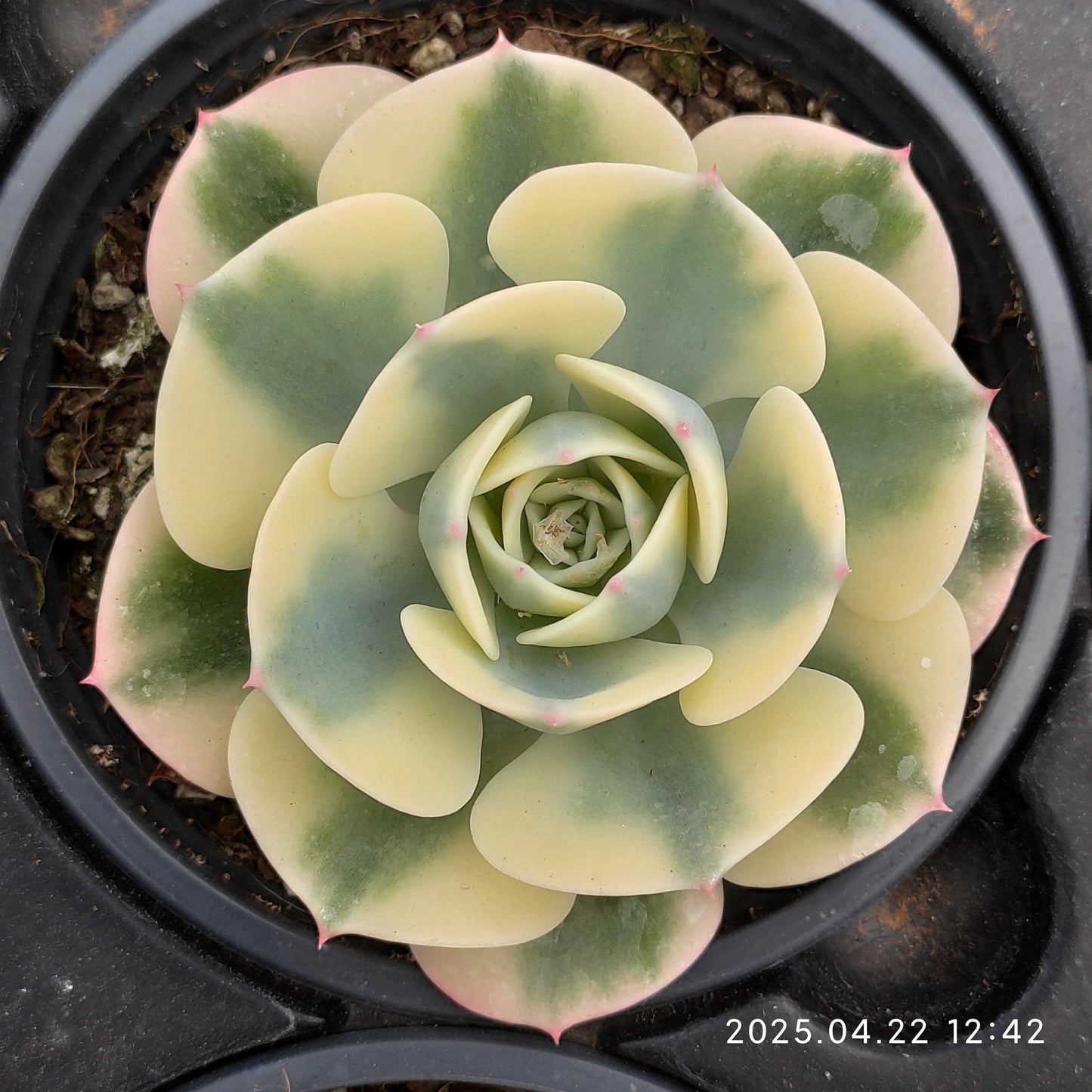 MMY463 ルノーディーン(9cm pot）