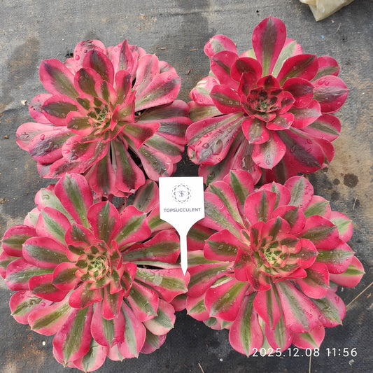 GDX018 ウィッチ（11cm pot）