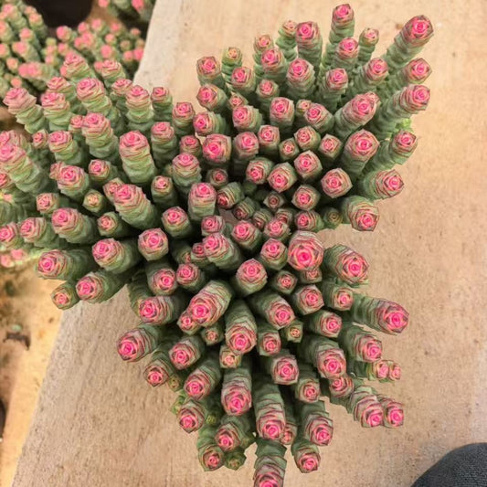 25345 パーフォーラッター薬錦