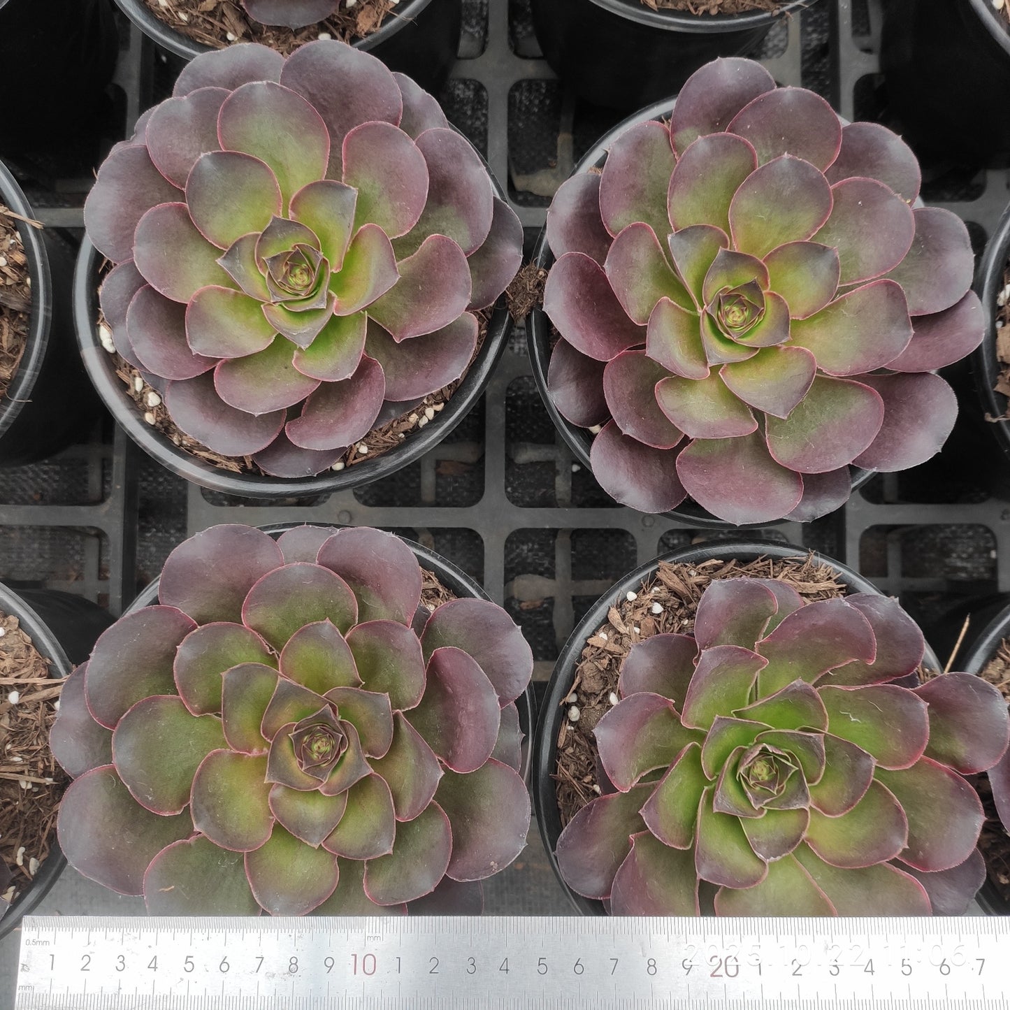 THH095 チャーム　ゴールド（15cm pot）