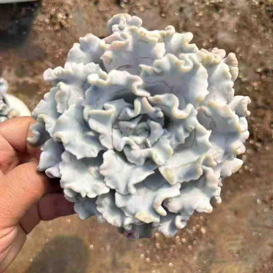 23561 クリスペートビューティ（12cm pot）