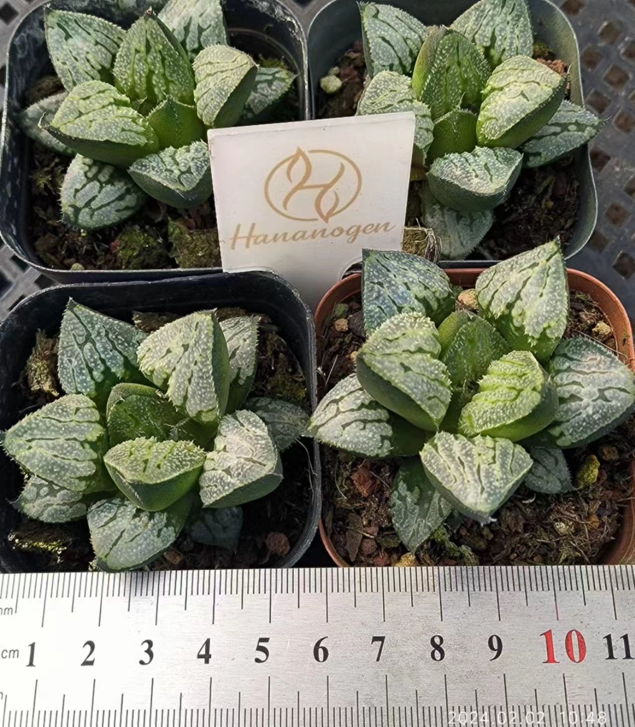 T2615 京の恋キョウノコイ