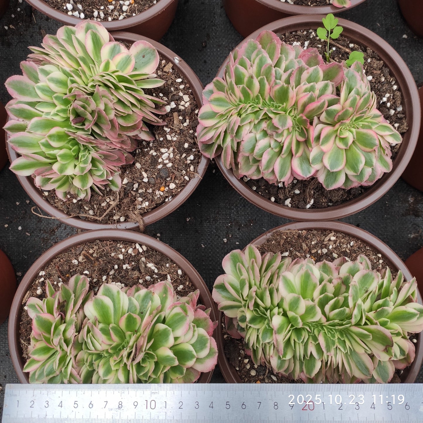 THEH026 アエオニウム　ゴージャス綴化（12cm pot）