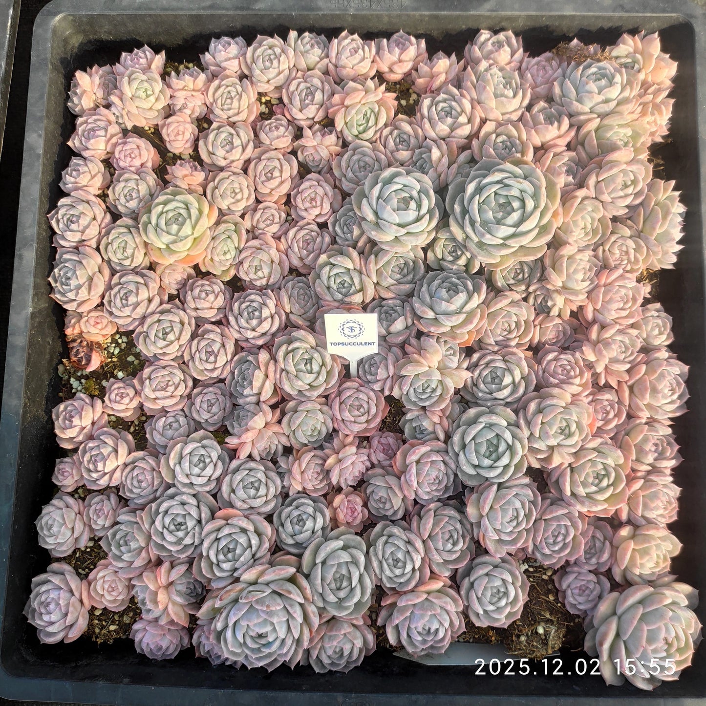 23049 ピュア　ラブHyb（ポット苗）