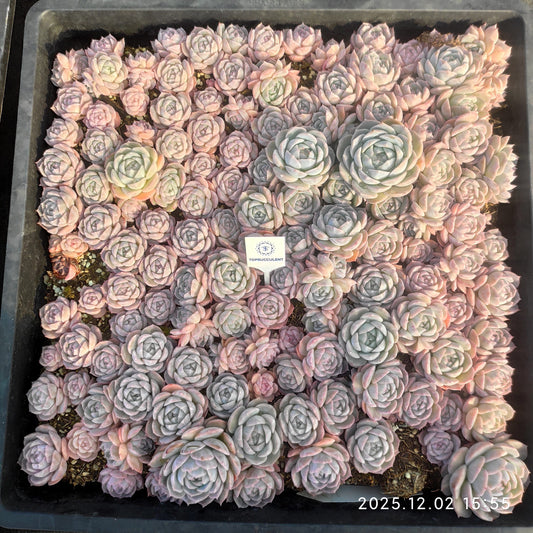 23049 ピュア　ラブHyb（5cm pot）（ポット苗）