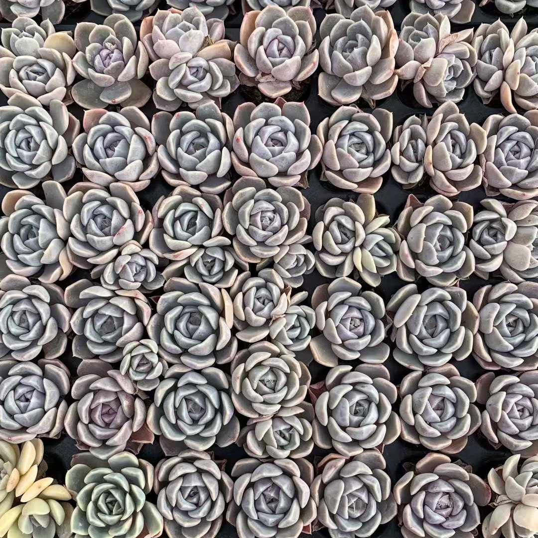 25404 タイニーバーガー