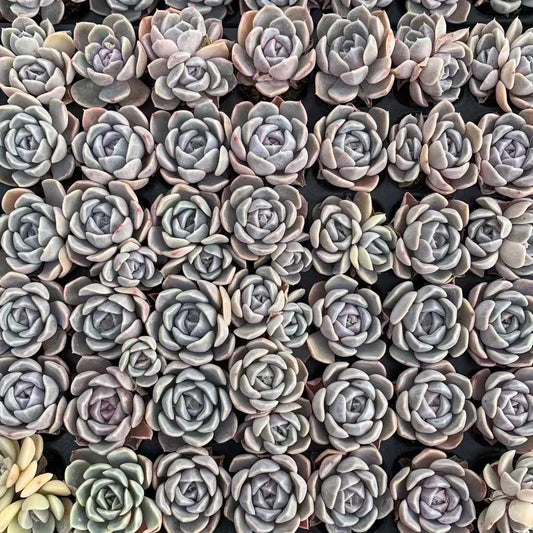 25404 タイニーバーガー