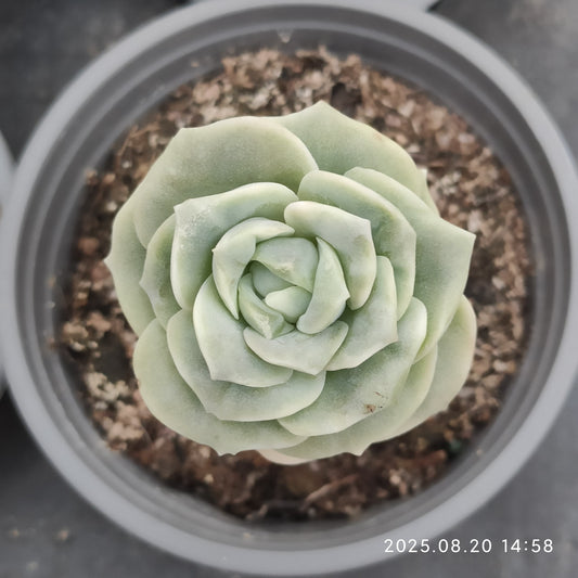 ON442 ラブリーローズ錦（7cm pot）