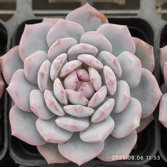 THH002 スターモンロー（7cm pot）
