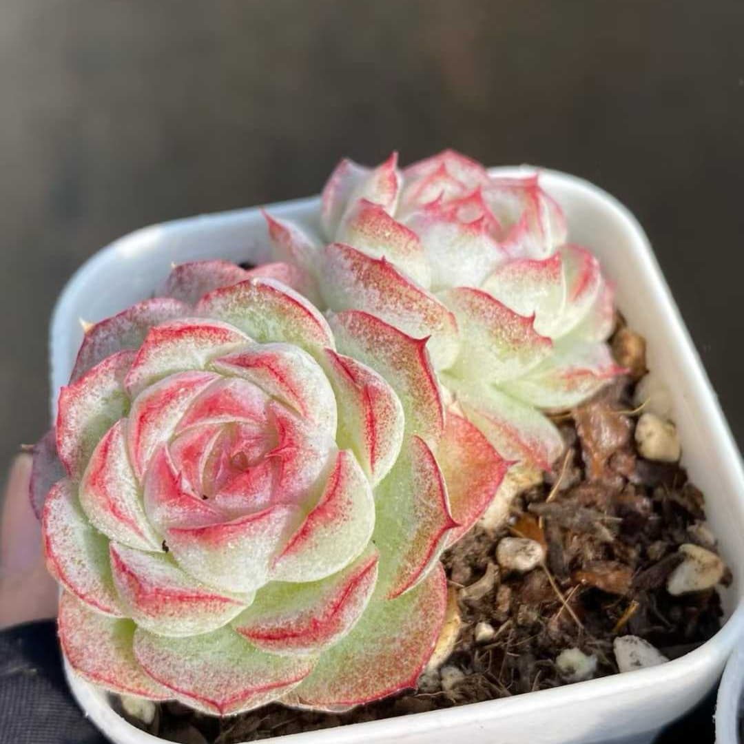 22553  ピンク　クィーンHyb（7cm pot）