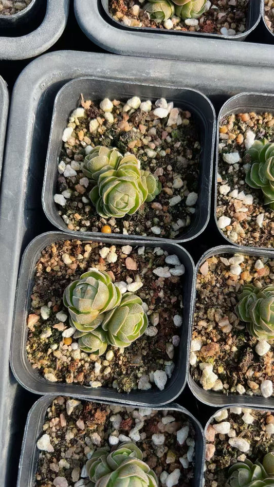 HH180 花椿（6.5cm pot）