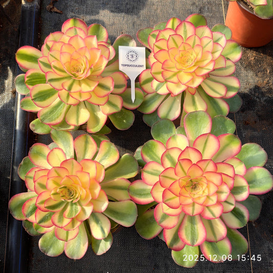 23328 アエオニウム　ゴージャス（18cm pot）