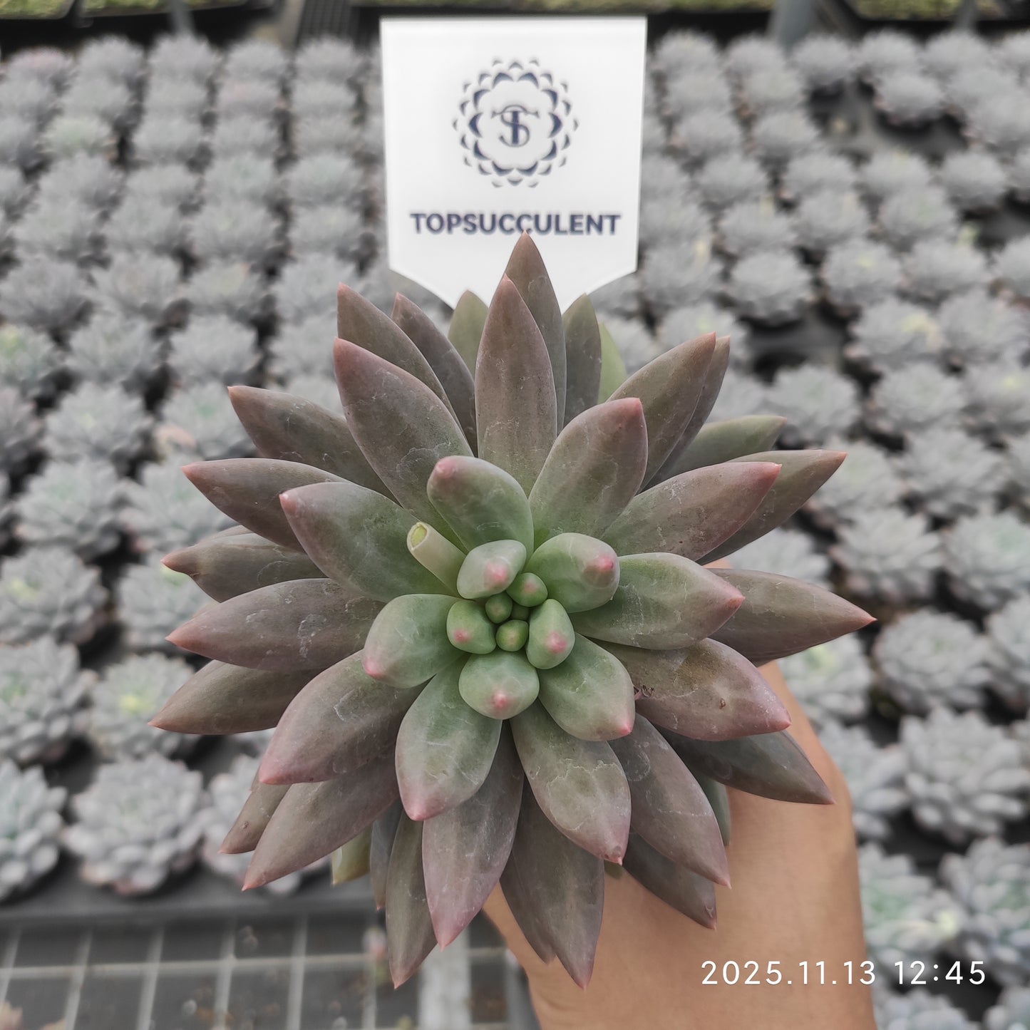 22461  コーンポッピーHyb（9cm pot）