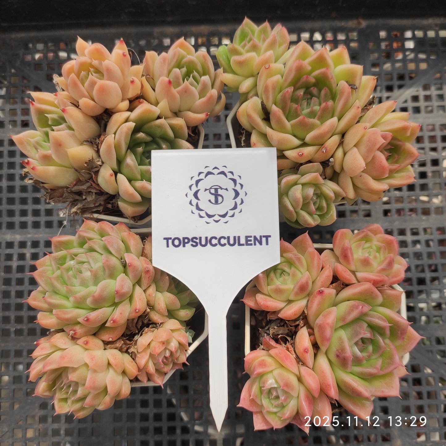 22520  マルギャン（7cm pot）