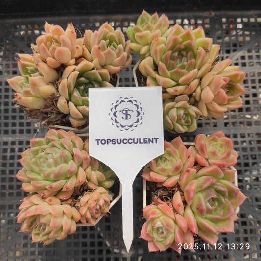 22520  マルギャン（7cm pot）