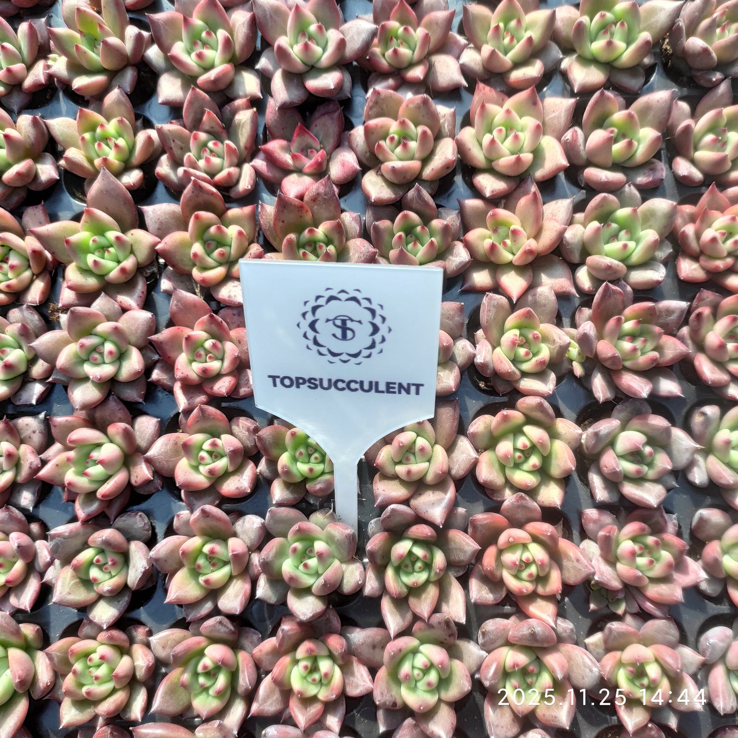 220651 オールドエッグ（3cm pot）（ポット苗）