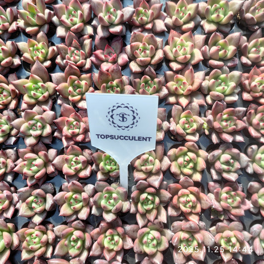 220651 オールドエッグ（3cm pot）（ポット苗）