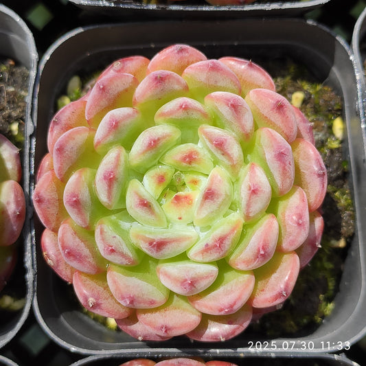 QN721 ホワイトファット(6.5cm pot)