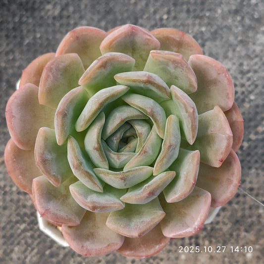 HG142 オンスローHyb（7cm pot）