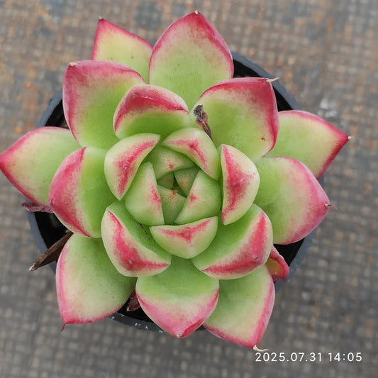 MMT790 ドリームクイーン（5.5cm pot）