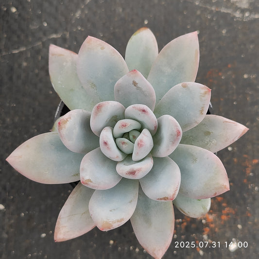 MMT860 スパーク　スノー（5.5cm pot）