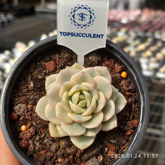 20109 バニラビズ錦