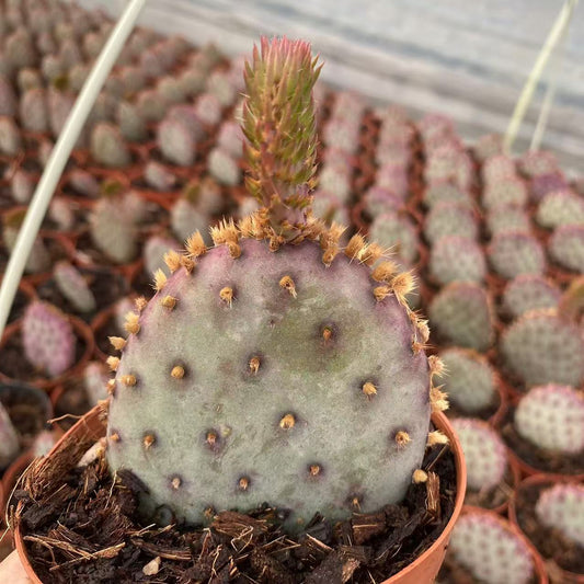 ZL535 オーパンシーアー　サントアリーター（8.5cm pot）